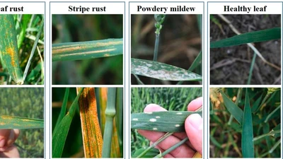 Evaluation of Diverse Convolutional Neural Networks and Training Strategies for Wheat Leaf Disease Identification with Field-Acquired Photographs featured image